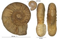 Collotia pamprouxensis